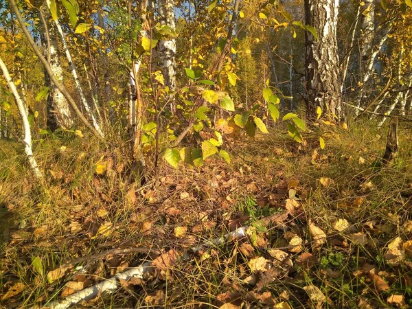 阳光明媚的森林里树枝上的黄叶 — 图库照片