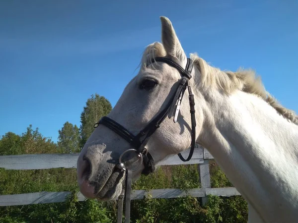 Cheval Blanc Dans Une Bride Pour Les Courses Chevaux Sport — Photo