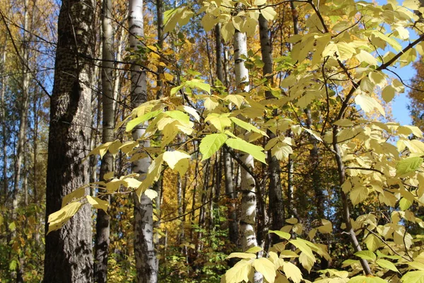 Hojas Amarillas Otoño Ramas Árboles Bosque Soleado — Foto de Stock