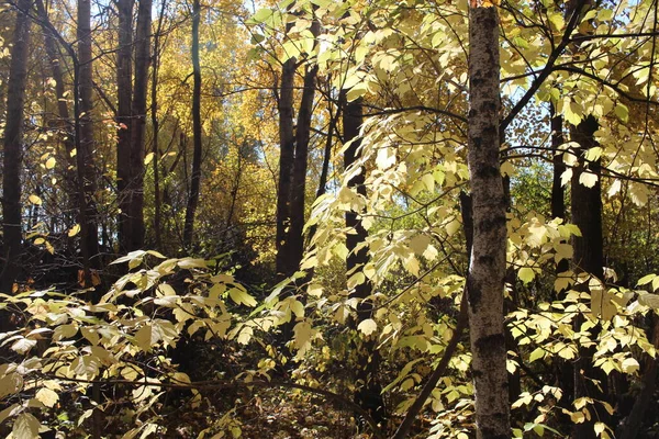Желтые Осенние Листья Ветвях Деревьев Солнечном Лесу — стоковое фото