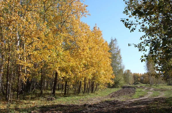 Żółte Jesienne Liście Gałęziach Drzew Słonecznym Lesie — Zdjęcie stockowe