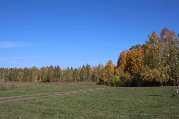 Jesienny Las Przyrodzie Drzewami Krajobraz — Zdjęcie stockowe