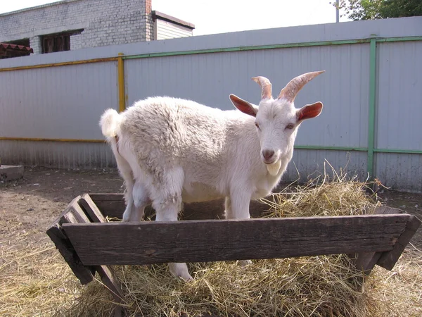 Una Cabra Blanca Trepó Comedero Con Heno Animal Granja —  Fotos de Stock