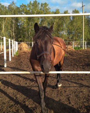 Siyah bir at çiftlikte bir çayırda yürüyor.