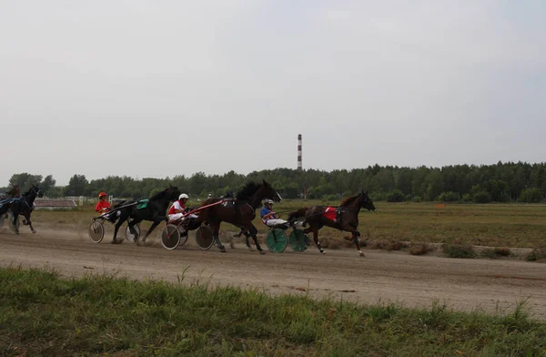 Rússia Novosibirsk 2019 Cavalos Atrelados Carrinho Com Jóquei Pista Corridas — Fotografia de Stock
