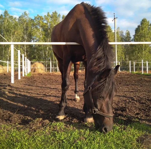 Czarny Koń Spaceruje Padoku Farmie — Zdjęcie stockowe
