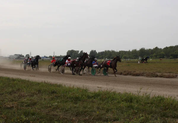 Rusia Novosibirsk 2019 Caballos Enganchados Carro Con Jinete Hipódromo Competición —  Fotos de Stock