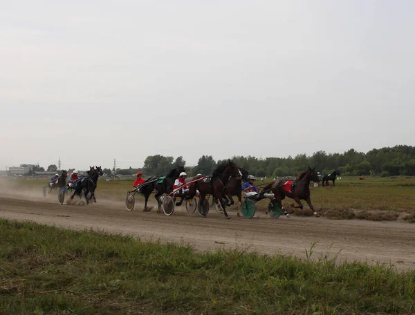 Rusko Novosibirsk 2019 Koně Připoutaní Vozíku Žokejem Závodní Dráze — Stock fotografie
