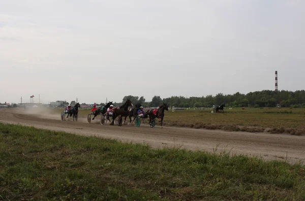 Rusia Novosibirsk 2019 Caballos Enganchados Carro Con Jinete Hipódromo Competición —  Fotos de Stock