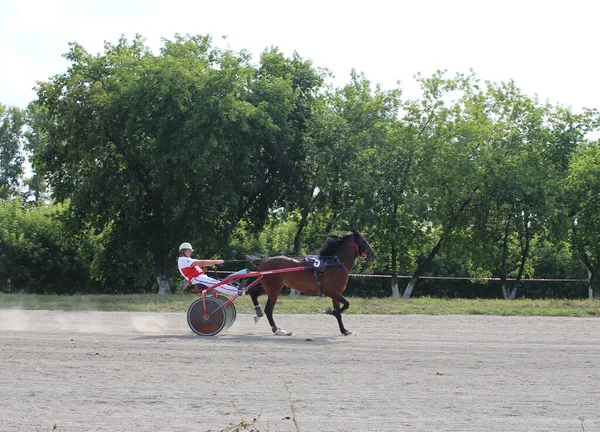 ロシア Novosibirsk 2019 訓練のために競馬場に沿ってジョッキーとカートに活用馬 — ストック写真