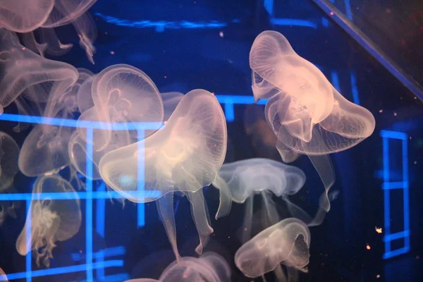 colored jellyfish swim in the sea of water in the aquarium