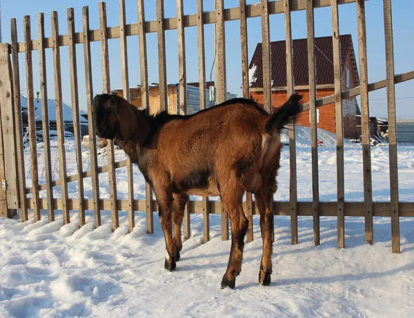 nubian goat animals walk in winter on the farm