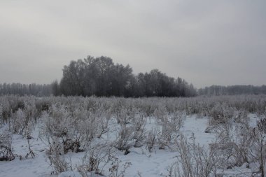 Kış Sibirya 'da doğa ormanları kar ağaçlarında