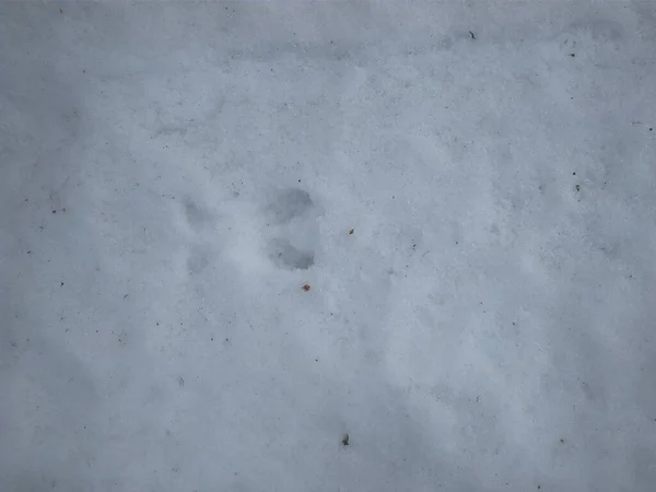Μονοπάτι Άγριου Ζώου Στο Χιόνι Για Κυνηγούς — Φωτογραφία Αρχείου