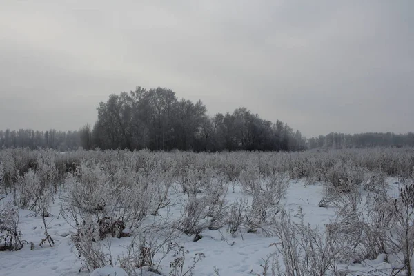 Inverno Sibéria Floresta Natural Nas Árvores Neve — Fotografia de Stock