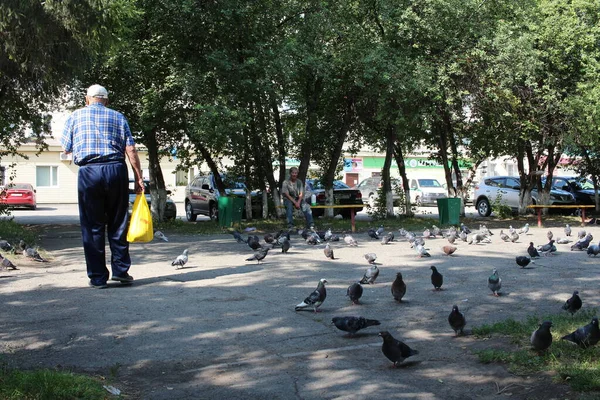 Russland Nowosibirsk 2019 Ein Vogelschwarm Der Taubenstadt Park Den Ein — Stockfoto
