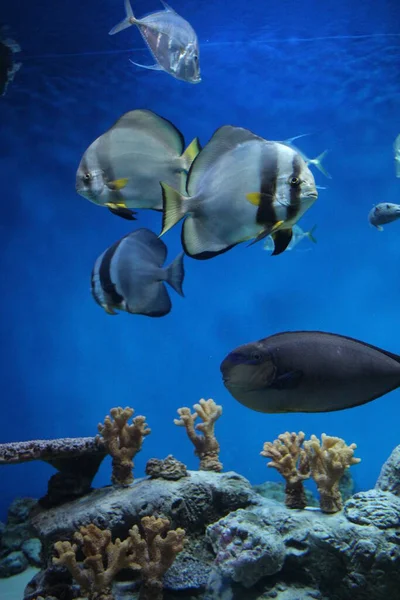 tropical fish in the ocean swim in the water of the aquarium