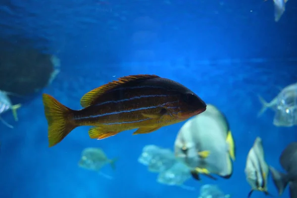 海の熱帯捕食魚が水族館の水に泳ぎ — ストック写真