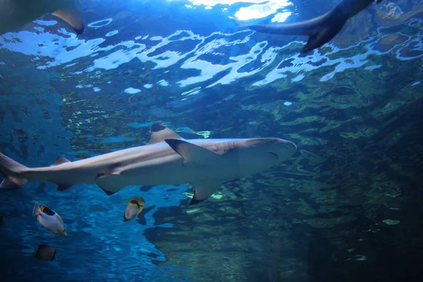 Tiburón Depredador Peces Tropicales Nada Agua Del Océano Acuario — Foto de Stock