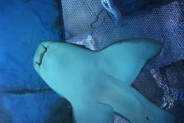 Tiburón Depredador Peces Tropicales Nada Agua Del Océano Acuario —  Fotos de Stock