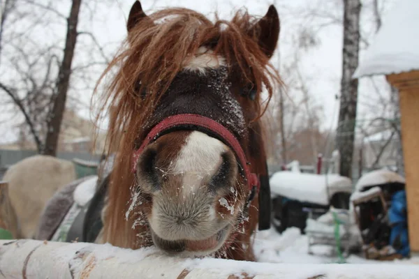 ブリドルのついたポニーの馬がパドックに頭を突っ込んだ — ストック写真