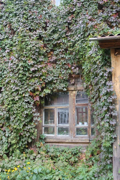 有窗户的房子的墙壁是攀爬常春藤的灌木丛 — 图库照片