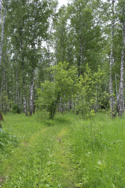 Летом Сибири Лес Деревьями Зеленой Траве — стоковое фото