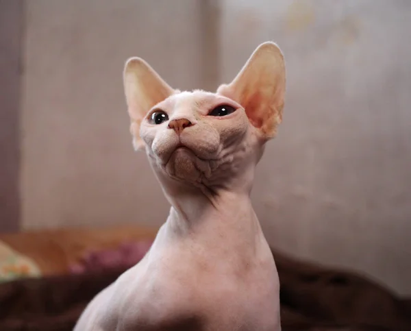 Gato Careca Sem Pêlos Olha Para Cima Com Seu Focinho — Fotografia de Stock