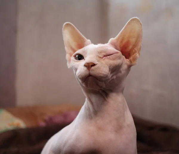 Gato Careca Sem Pêlos Olha Com Olho Dolorido Apertado Fechado — Fotografia de Stock