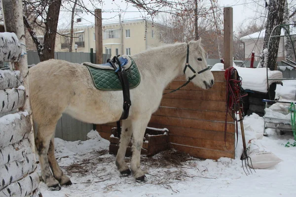 冬に農場に縛り付けられた鞍のついた白い馬が待っています — ストック写真