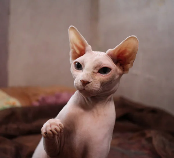 Gato Careca Sem Pêlos Olha Para Cima Com Seu Focinho — Fotografia de Stock