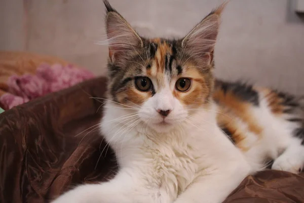 Mullido Multicolor Gato Maine Coon Mira Cabeza Cariñoso Mascota — Foto de Stock