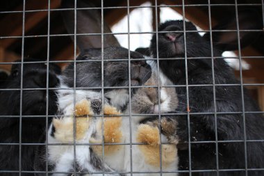 Kafesteki tavşanlar parmaklıkların arkasındaki tüylü pençeler.