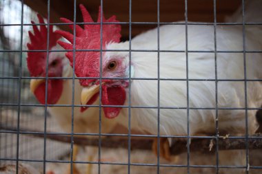 Parmaklıkların arkasındaki kafeste gagalı beyaz horoz