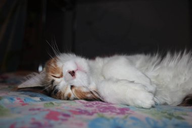 Güzel pofuduk bir kedi sırtüstü yatar gözleri kapalı uyur