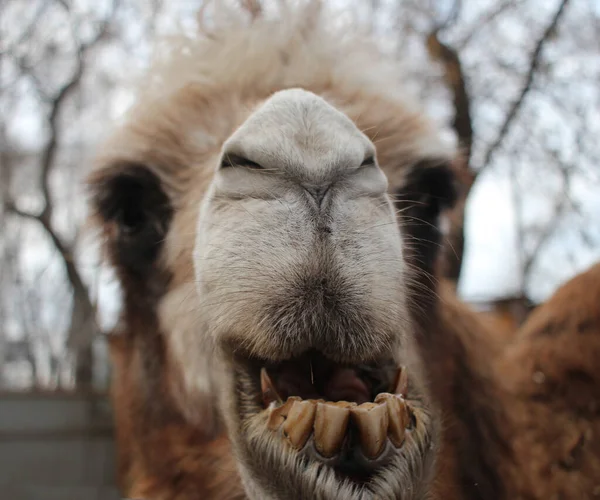 Camelo Desgrenhado Animal Perigoso Desnudado Seus Dentes Suas Mordidas Focinho — Fotografia de Stock