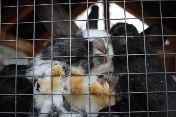 Konijnen Een Kooi Dieren Harige Poten Achter Tralies — Stockfoto