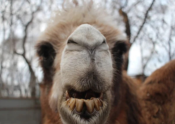 Camelo Desgrenhado Animal Perigoso Desnudado Seus Dentes Suas Mordidas Focinho — Fotografia de Stock