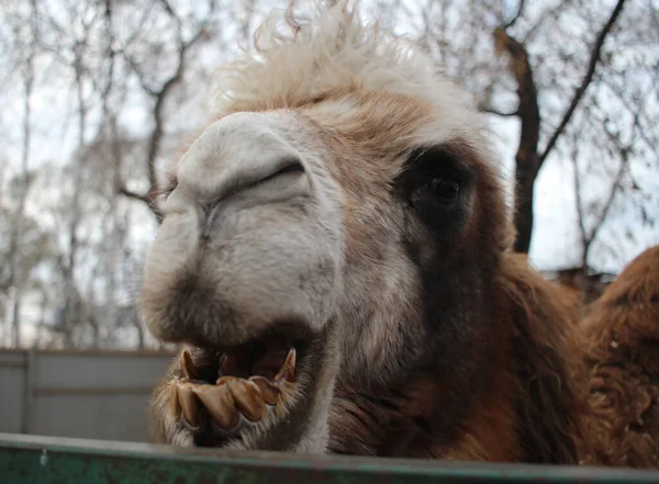 Camelo Desgrenhado Animal Perigoso Desnudado Seus Dentes Suas Mordidas Focinho — Fotografia de Stock