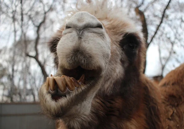 Camello Peludo Animal Peligroso Desnudó Sus Dientes Sus Mordeduras Del — Foto de Stock