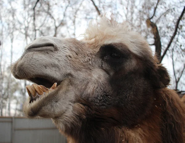 Camello Peludo Animal Peligroso Desnudó Sus Dientes Sus Mordeduras Del — Foto de Stock