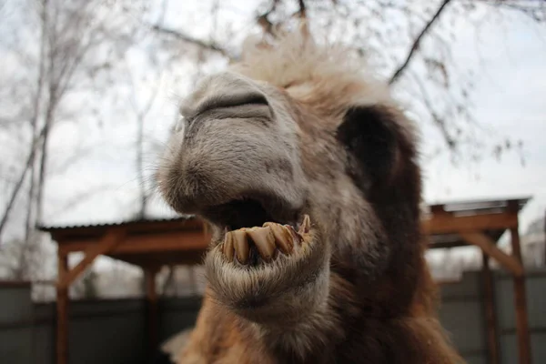 Camelo Desgrenhado Animal Perigoso Desnudado Seus Dentes Suas Mordidas Focinho — Fotografia de Stock