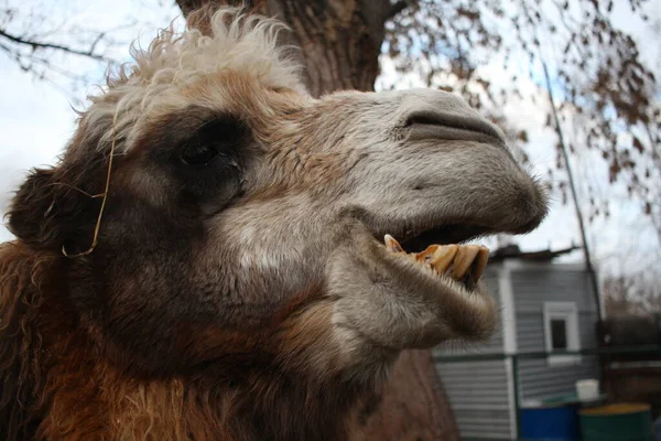 Camello Peludo Animal Peligroso Desnudó Sus Dientes Sus Mordeduras Del — Foto de Stock