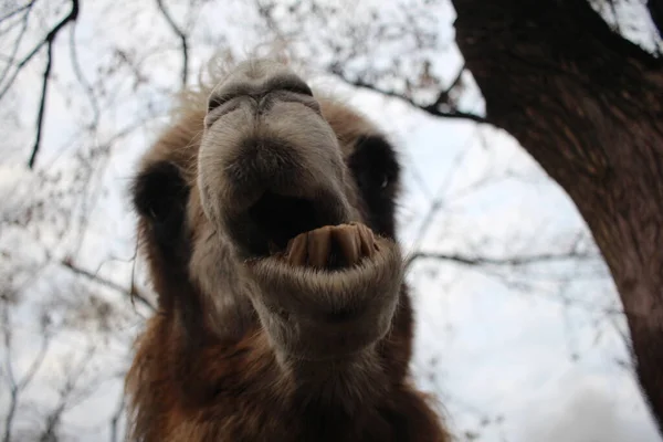 Camelo Desgrenhado Animal Perigoso Desnudado Seus Dentes Suas Mordidas Focinho — Fotografia de Stock