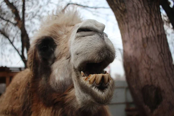 Camelo Desgrenhado Animal Perigoso Desnudado Seus Dentes Suas Mordidas Focinho — Fotografia de Stock