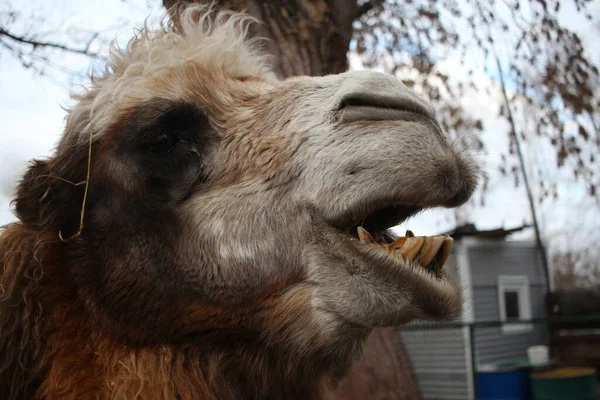 Camello Peludo Animal Peligroso Desnudó Sus Dientes Sus Mordeduras Del — Foto de Stock