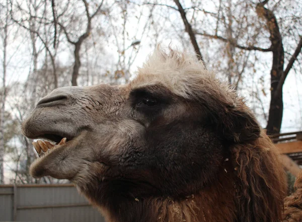 Camello Peludo Animal Peligroso Desnudó Sus Dientes Sus Mordeduras Del — Foto de Stock