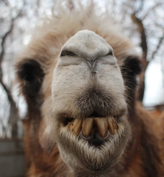 Shaggy Camel Dangerous Animal Bared Its Teeth Its Muzzle Bites — Stock Photo, Image