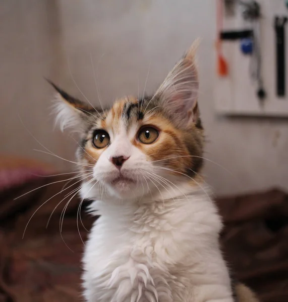 Gato Mullido Multicolor Mira Cabeza Una Mascota Cariñosa —  Fotos de Stock