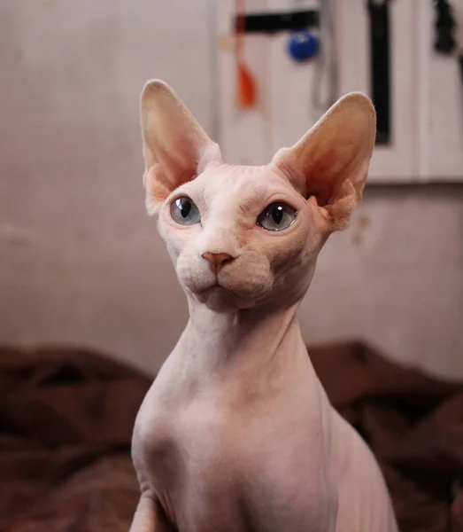 Een Haarloze Kale Kat Kijkt Omhoog Met Zijn Snuit Omhoog — Stockfoto